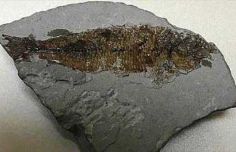 Muğla'da 15,9-11,6 milyon yıllık balık fosili bulundu