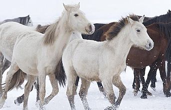 Yılkı atları kar üstünde ayrı güzel