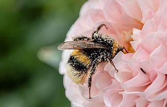 Polenleyicilerin baş aktörü arıların yüzde 40'ı yok olabilir