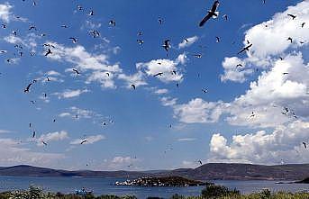 Çıldır Gölü, uçmayı öğrenen yavru kuşlarla şenlendi