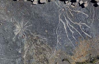 Dünyanın en eski ağaç fosilleri New York'ta bulundu