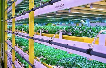 Bitki fabrikalarıyla tarım ürün fiyatları istikrar kazanacak