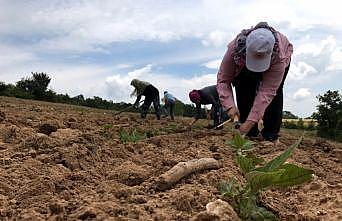 Lezzetini Istranca Dağları'ndan alan fasulye binbir emekle yetiştiriliyor
