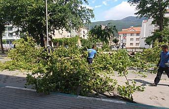 Gemlik'te kuvvetli rüzgardan devrilen ağaç yolu kapattı