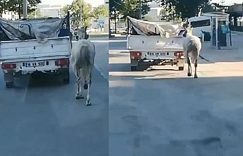 Bursa'da atı kamyonete bağlayıp çeken hurdacıya para cezası