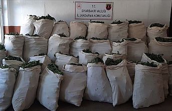 Dev uyuşturucu operasyonu: 1 milyon 119 bin kök kenevir ve 756 kilogram esrar ele geçirildi