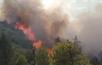 Sakarya'da orman yangını çıktı