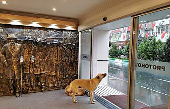 Kırklareli Belediyesi sağanak nedeniyle kapılarını sokak hayvanlarına açtı