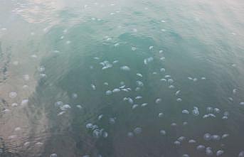 Marmara Denizi'nde denizanası sayısındaki artış dikkat çekiyor