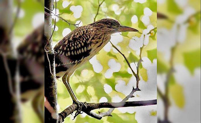 Yalova'daki Hersek Lagünü'nde kuş türü sayısı 230'a yükseldi
