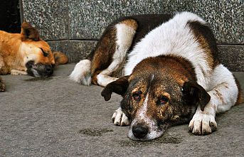 3 köpeğin zehirlenerek öldürülmesine ilişkin belediye görevlilerine para cezası
