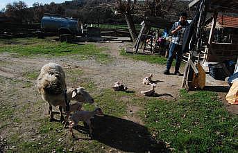Bayramiçli üreticinin koyunu tek batında altı kuzu doğurdu