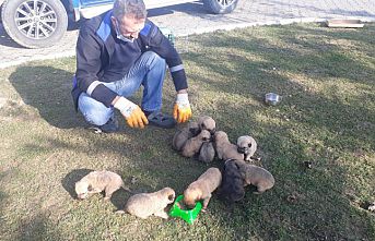 Çuval içinde bulunan 12 köpek yavrusu tedavilerinin ardından sahiplendirilecek
