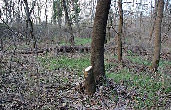 Edirne'de ağaçların kesildiği Tavuk Ormanı'nda inceleme yapılacak