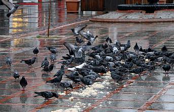 Belediye personeli, kısıtlamada meydanlardaki güvercinleri unutmadı