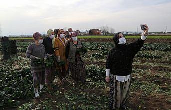 AK Parti'li Atabek şalvar giyerek ıspanak hasadı yaptı