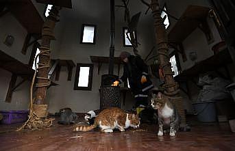 Bursa'da sahipsiz kediler “villa“daki sobanın başında kışın tadını çıkarıyor
