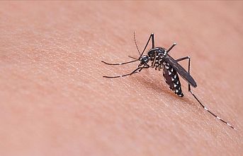 Sivrisineğin koklama duyusuyla kanser dedektörü geliştirdi