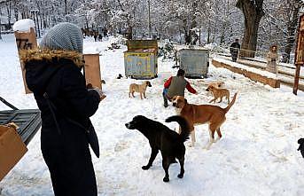 Yalova'da yabani hayvanlar için doğaya tonlarca yem bırakıldı