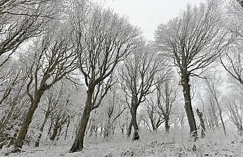 Buzla kaplanan Istranca Ormanları'ndaki ağaçlar güzel görüntüler oluşturdu