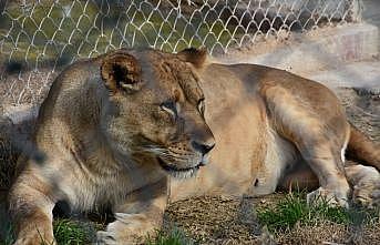 Darıca'daki Faruk Yalçın Hayvanat Bahçesi yeniden ziyarete açıldı