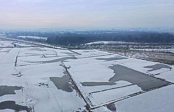 Edirne'de soğuk hava nedeniyle nehir kenarındaki tarlalar buz tuttu