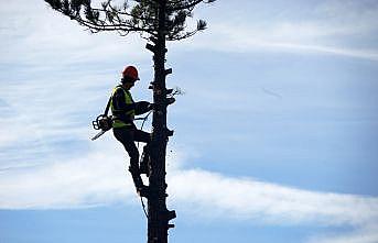 Genç fidanlar güneş alsın diye metrelerce yükseklikte ağaç buduyorlar