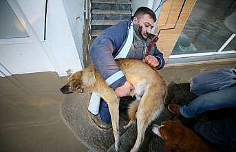 Kırklareli'nde belediye ekipleri ve vatandaşlar mahsur kalan hayvanları kurtarmak için seferber oldu