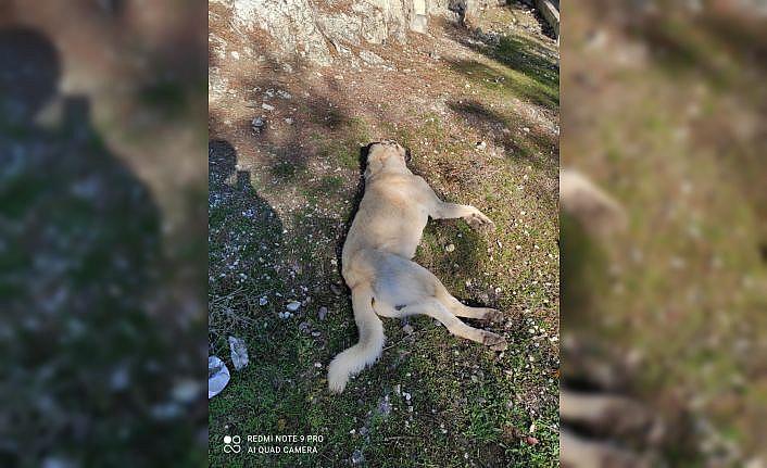 Sakarya'da çoban köpeklerinin zehirlenerek öldürüldüğü iddiası