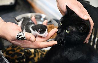 Bursa'da otomobilin çarptığı hamile kedinin kırılan ayağına platin takıldı