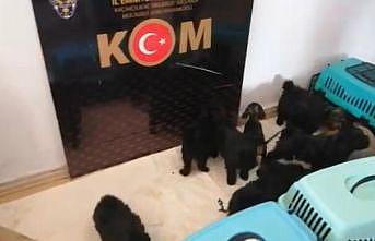 Tekirdağ'da yurt dışından kaçak sokulan 13 cins yavru köpek yakalandı