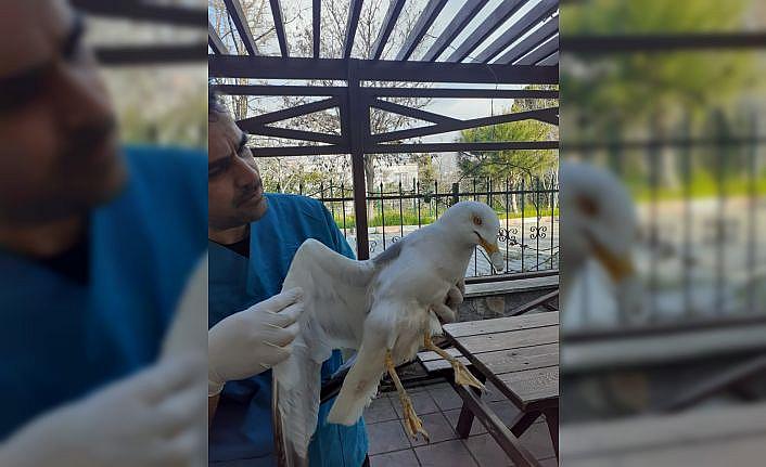 Balıkesir'de nesli tehlike altındaki ulu doğan kuşu ile bir şahin yaralı bulundu
