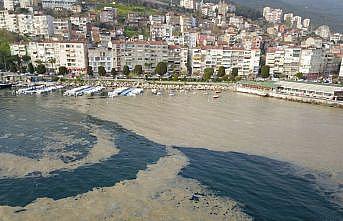 Bursa'da, plankton çoğalması deniz suyu kahverengiye dönüştürdü
