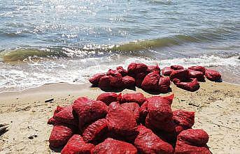 Edirne'de 875 kilogram kum midyesi ile yakalanan zanlılara 449 bin lira ceza