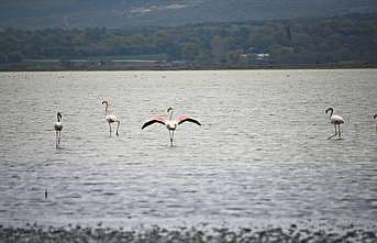 Tarihi Gelibolu Yarımadası flamingolarla ayrı bir güzelliğe büründü