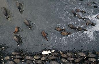 Balıkesir'de dereyi aşarak yattıkları çamurda serinleyen mandalar belgesellik görüntüler sunuyor