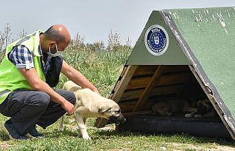 Bursa Büyükşehir Belediyesi öncülüğündeki gönüllüler, sokak hayvanlarını besledi