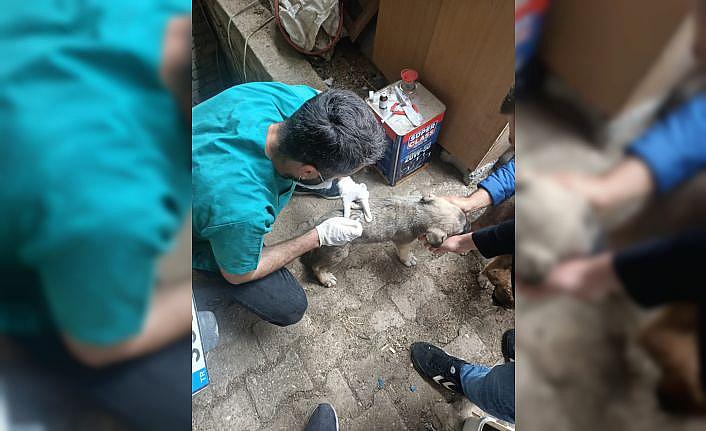 Edirne'de bir köpeğin sokakta tüfekle öldürülmesine hayvanseverler tepki gösterdi
