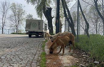 Edirne'de salgın sürecinde sokağa terk edilen hayvan sayısı artıyor