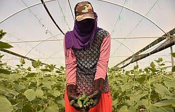 Bilecik'in köylerindeki seralarda salatalık hasadı başladı