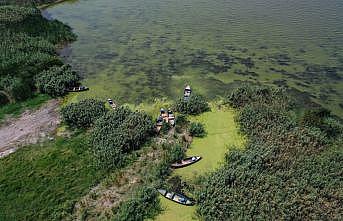 Uluabat Gölü'nün rengi alg patlamasıyla yeşile büründü