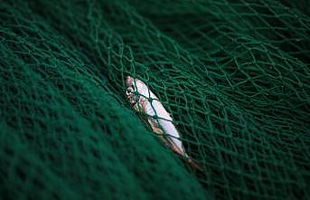 Kıyıköylü balıkçıların ağına sezonun ilk gününde istavrit takıldı