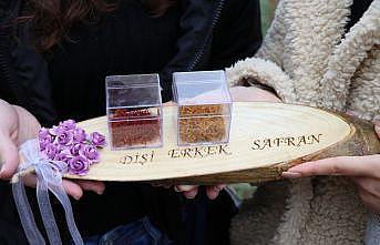 Edirne'de öğrenciler gramı 60 liradan satılan safranın hasadını yaptı
