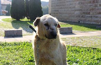 Kansere yakalanan köpek Zerdali Kocaeli'de tedavi ediliyor
