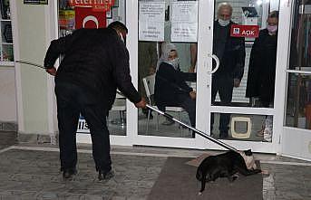 Edirne'de saldırdığı kediyi telef eden yasaklı ırk köpek barınağa götürüldü