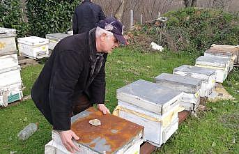 Yüzlerce arı nosema hastalığı nedeniyle telef oldu