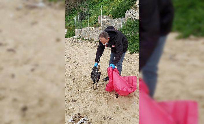 Sinop'ta kara gerdanlı dalgıç kuşu ölümlerine ilişkin inceleme başlatıldı