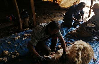 Bilecik'te havaların ısınmasıyla koyunların kırkılmasına başlandı