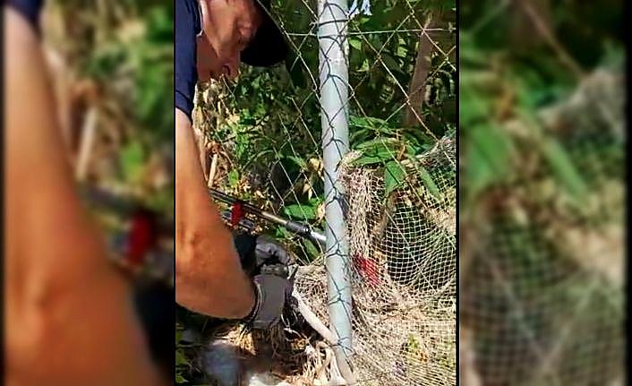 Çanakkale'de tel örgüye sıkışan yılanı itfaiye kurtardı
