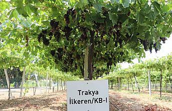 Tekirdağ'da Trakya İlkeren üzümünün hasadına yarın başlanacak